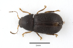 Choragus sheppardi