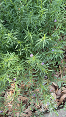 Dyschoriste linearis, photograph (c) IDClaire, some rights reserved (CC BY)