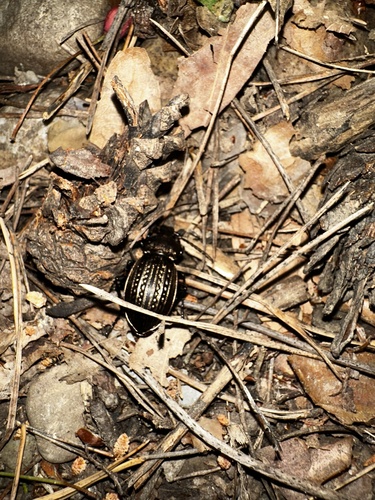 Carabus ulrichii