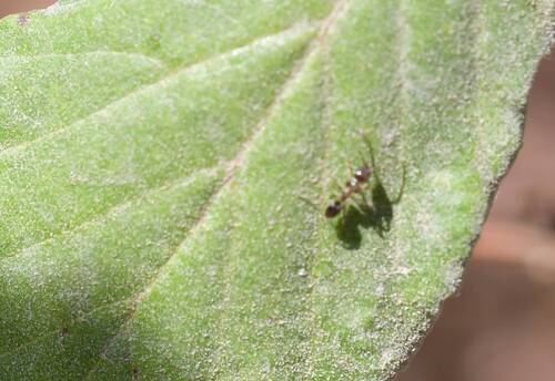 Argentine Ant