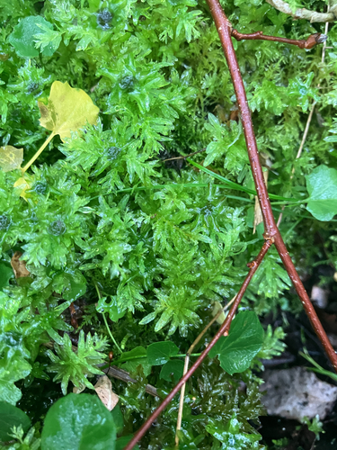 Palm-tree Moss