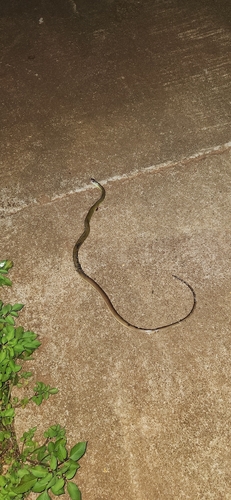 Indo-Chinese Rat Snake
