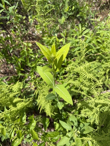 hemp dogbane