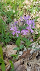 Phlox divaricata