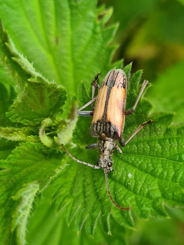 Two-banded Longhorn Beetle
