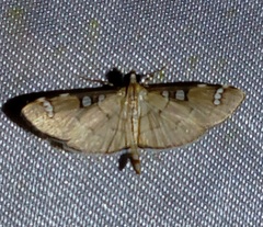 Cotachena incisalis