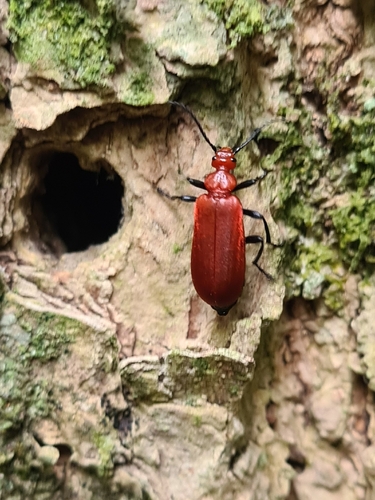 Common Cardinal Beetle