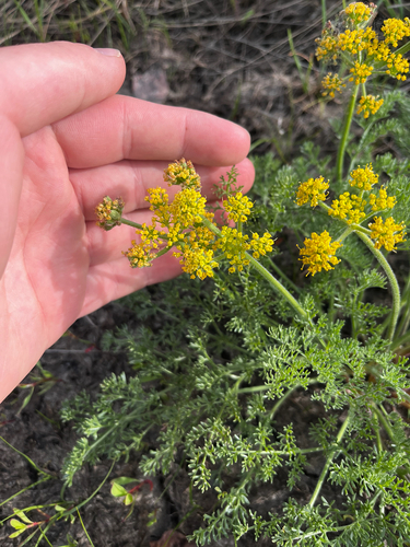Lomatium foeniculaceum, photograph 5