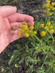 Lomatium foeniculaceum, photograph (c) Alex Baxter, some rights reserved (CC BY)