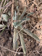Helichrysum subglomeratum