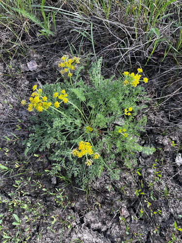 Lomatium foeniculaceum, photograph 4