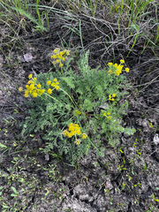 Lomatium foeniculaceum, photograph (c) Alex Baxter, some rights reserved (CC BY)
