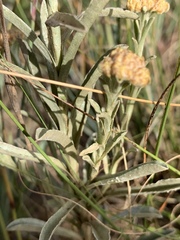 Helichrysum subglomeratum