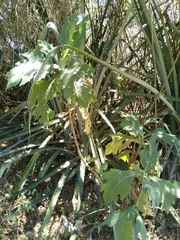 Bocconia