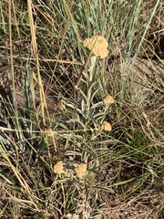 Helichrysum subglomeratum