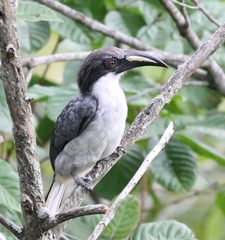 Ocyceros gingalensis