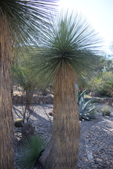 Yucca queretaroensis