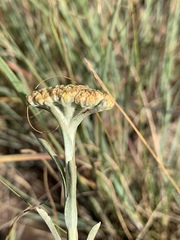 Helichrysum subglomeratum