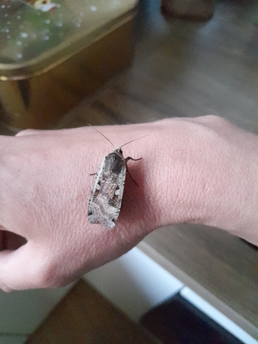 Large Yellow Underwing