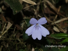 Viola formosana