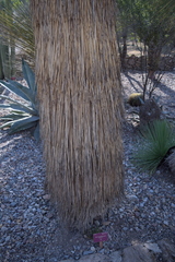 Yucca queretaroensis