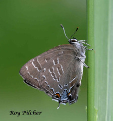Satyrium caryaevorus