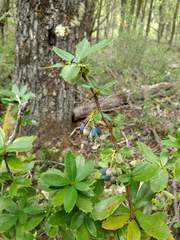 Berberis serrato-dentata