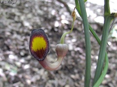 Aristolochia sempervirens