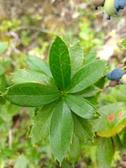 Berberis serrato-dentata