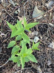 Silene stellata