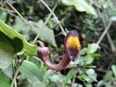 Aristolochia sempervirens