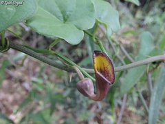 Aristolochia sempervirens