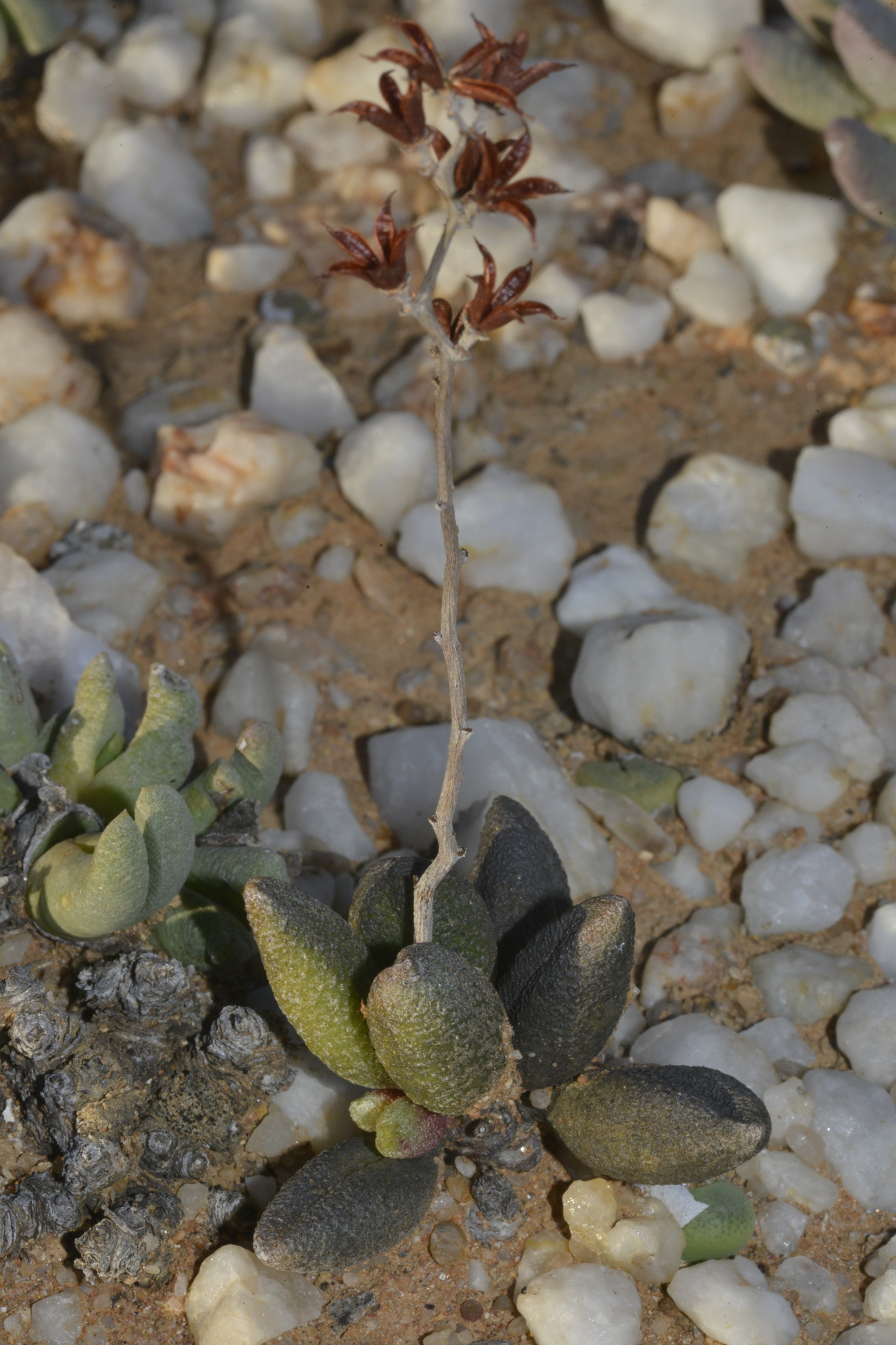 Imagem de Adromischus marianiae
