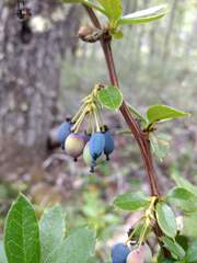 Berberis serrato-dentata