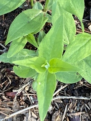 Silene stellata