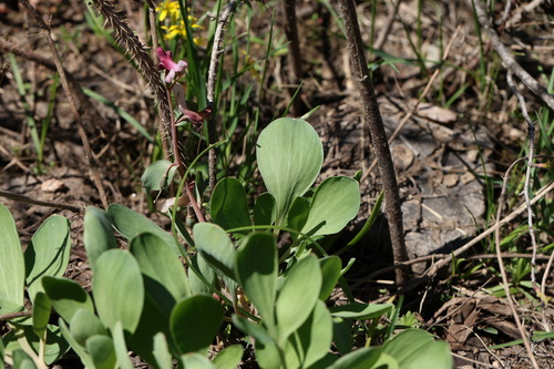 Corydalis ledebouriana, photograph 4