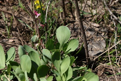 Corydalis ledebouriana, photograph (c) Вячеслав Юсупов, some rights reserved (CC BY)