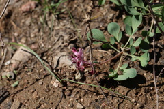 Corydalis ledebouriana, photograph (c) Вячеслав Юсупов, some rights reserved (CC BY)