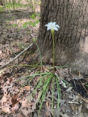 Zephyranthes atamasco