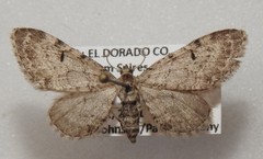 Eupithecia satyrata