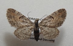 Eupithecia graefii