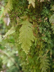 Hymenophyllum frankliniae