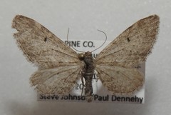 Eupithecia perfusca