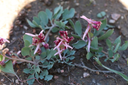 Corydalis ledebouriana (Corydalis ledebouriana)