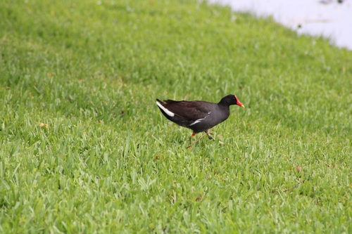 Common Gallinule observed by mike51296
