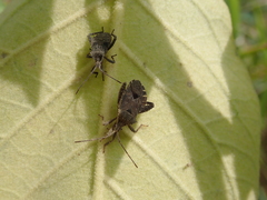 Acanthocoris scaber