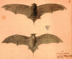Mauritian Little Mastiff Bat photo 3