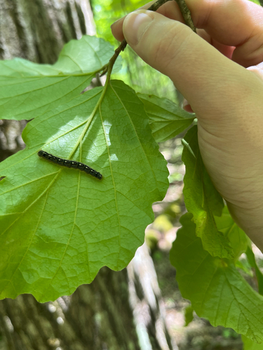 Forest Tent Caterpillar Moth