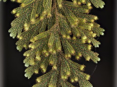 Hymenophyllum frankliniae