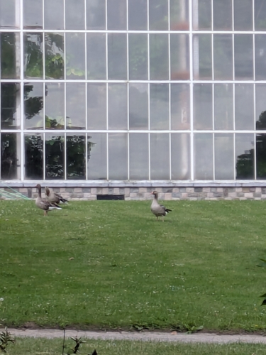Greylag Goose